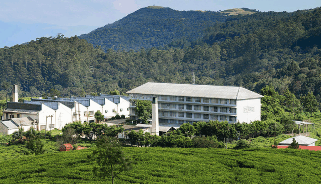 Pedro Tea Estate