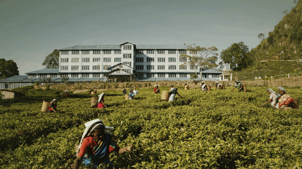 Blue Field Tea Gardens