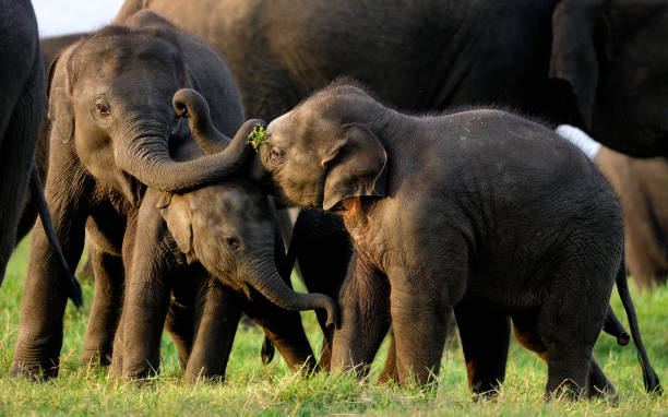 Minneriya Elephant Gathering