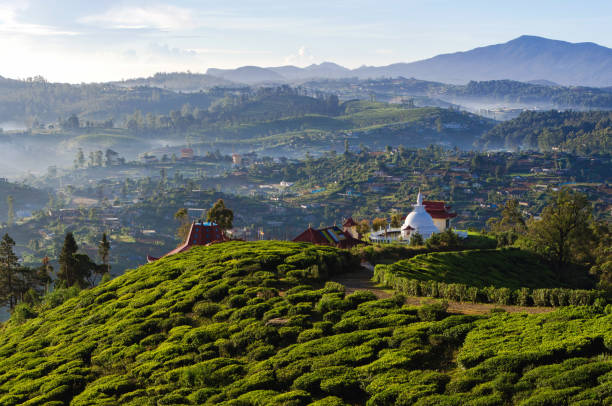 Tea Fields of Sri Lanka, Single tree hill, Nuwara eliya