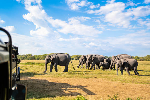 Safari with elephants. Sri Lanka, national park. 4x4 vehicle tourism. Nature game drive and wildlife tour for tourists. Animal watching from car in Kaudulla. Travel in Srilanka. Asian mammals.