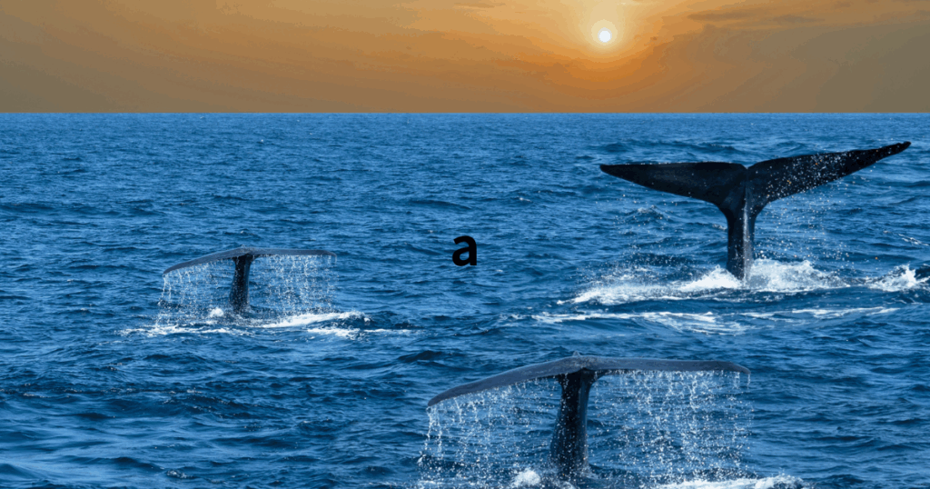 トリンコマリー近海では5～8月にかけてクジラやイルカに遭遇できる確率が高まる