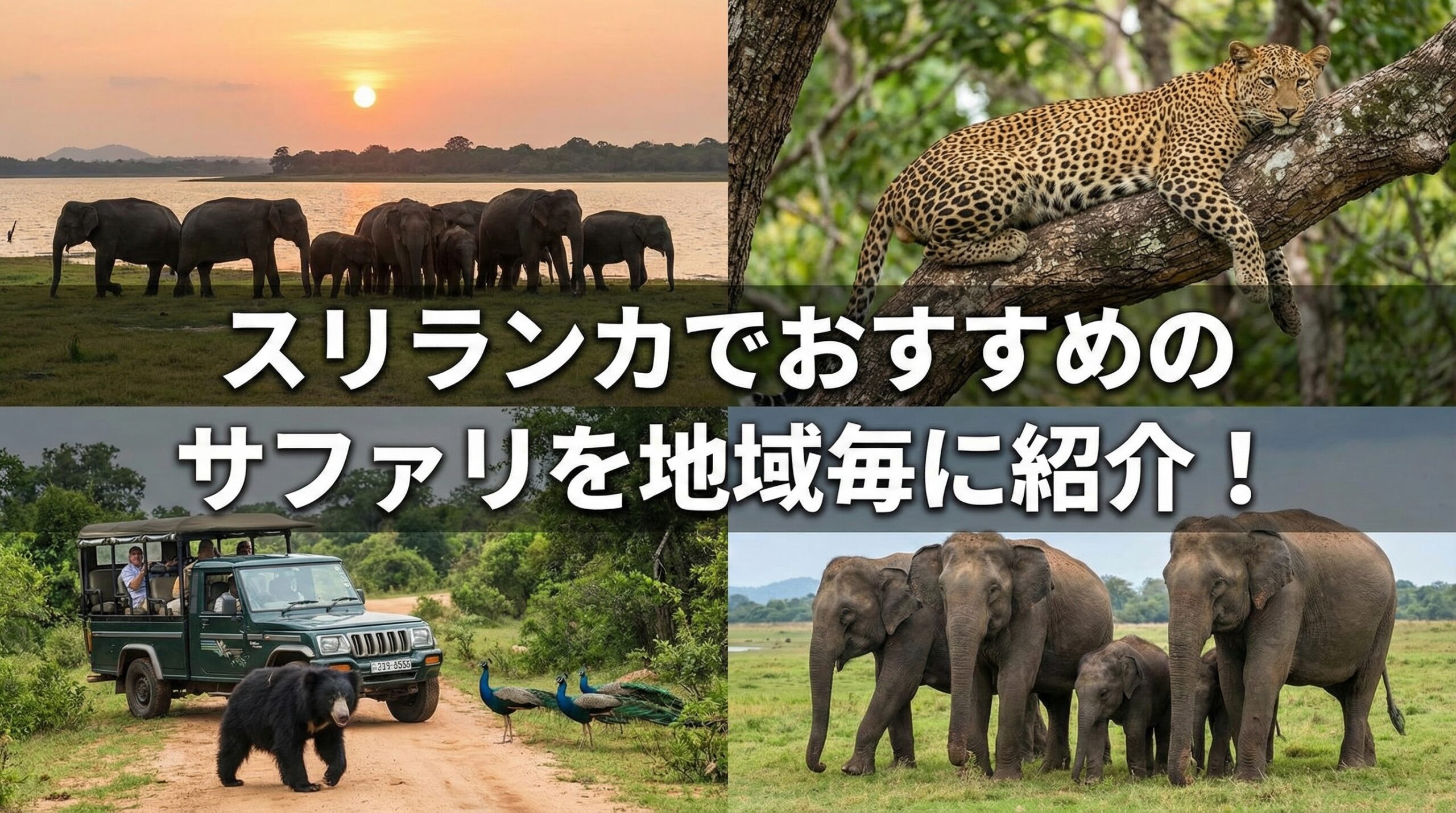 スリランカでおすすめのサファリを地域毎に紹介!ジープツアー予約方法や近くのホテルなどを含めて徹底解説!