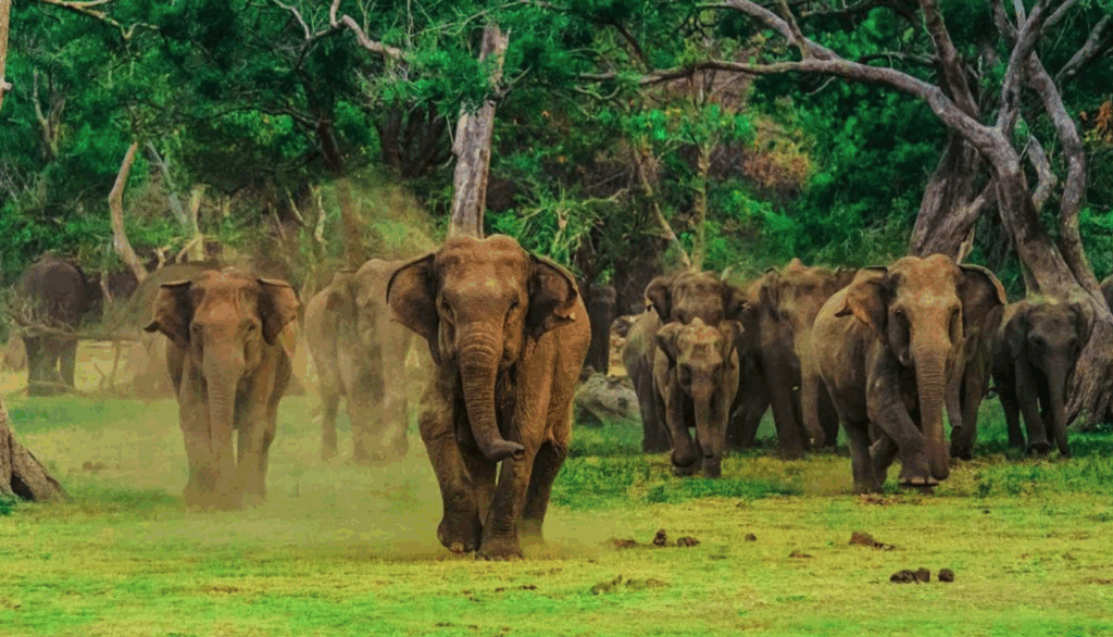 ウダワラウェ国立公園