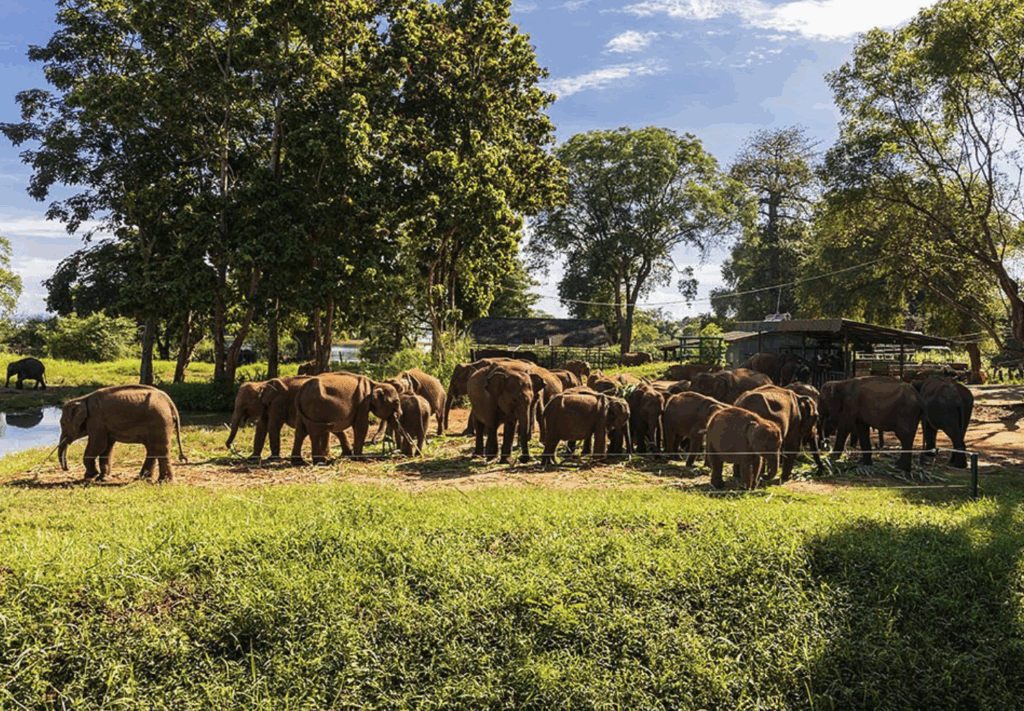 ウダワラウェ・エレファント・トランジット・ホーム