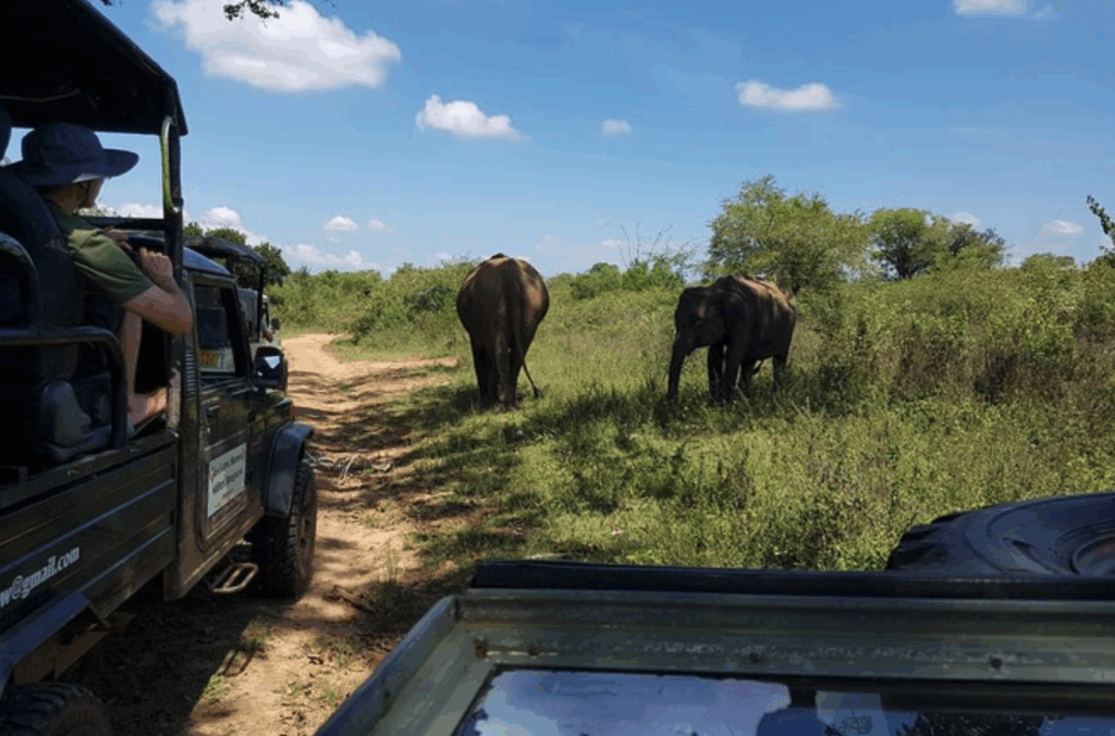 ウダワラウェ国立公園のジープツアー