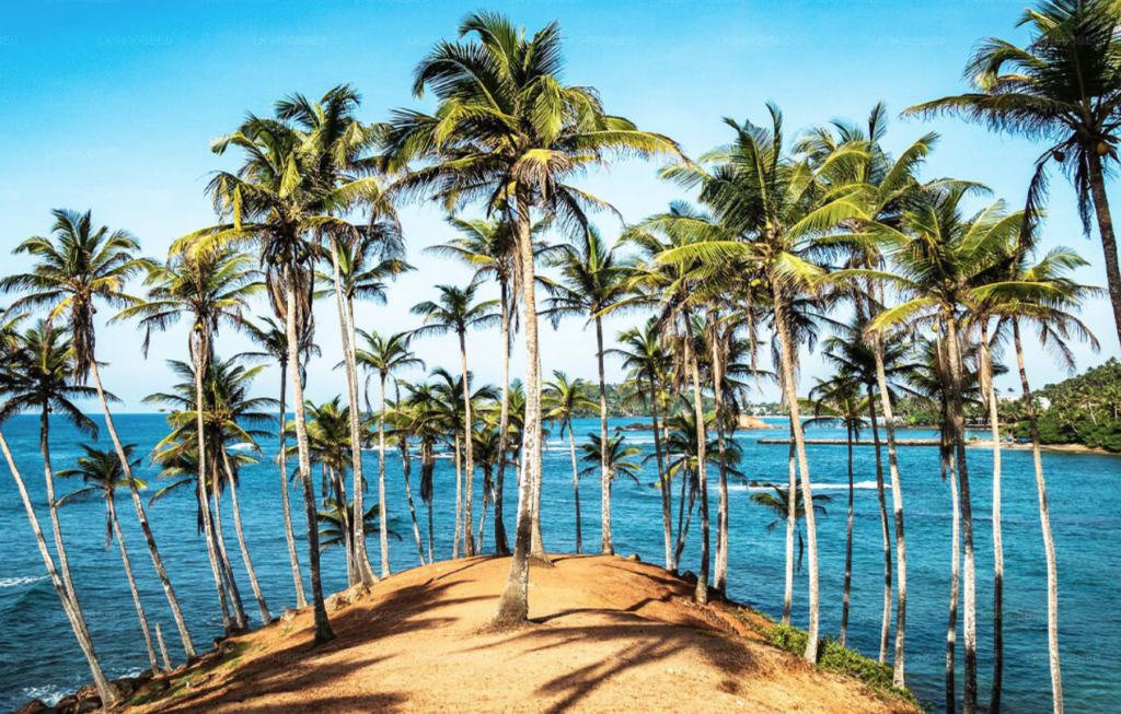 ココナッツツリーヒル